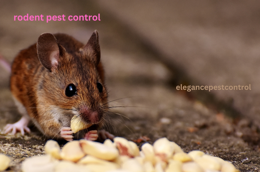 rodent control sydney
