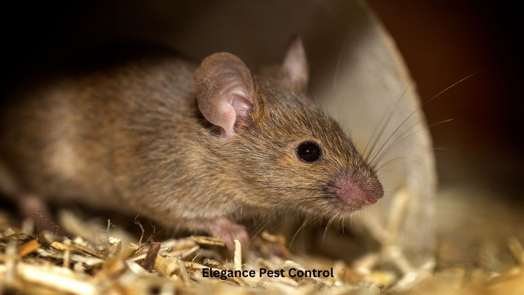 What is the Best Rodent Control?