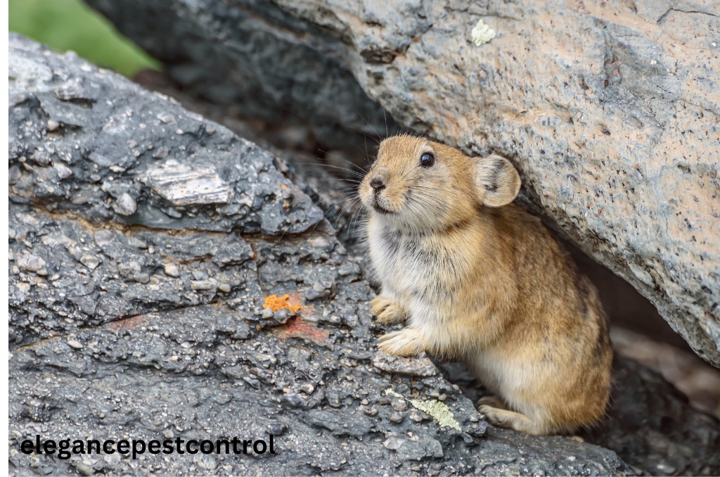 What is Rodent Control