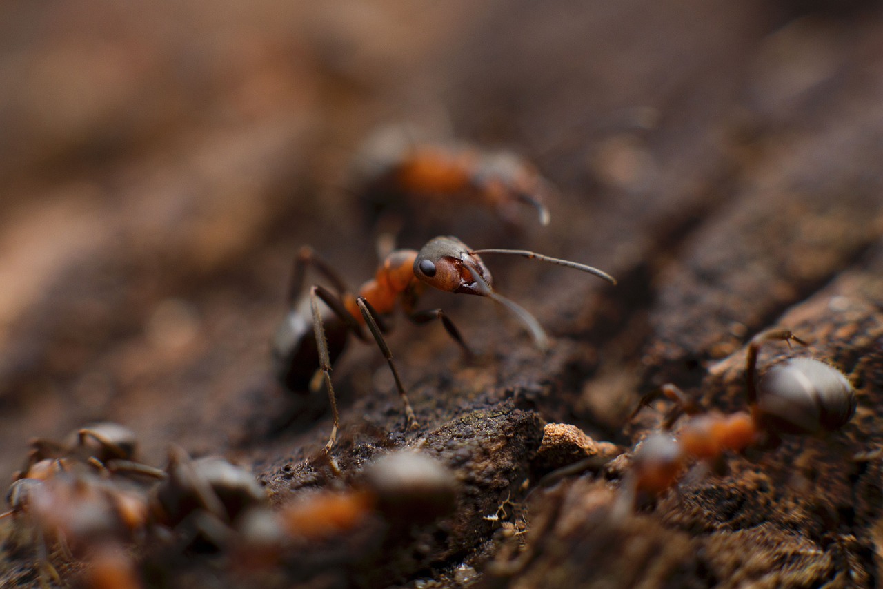 How to Remove Ants