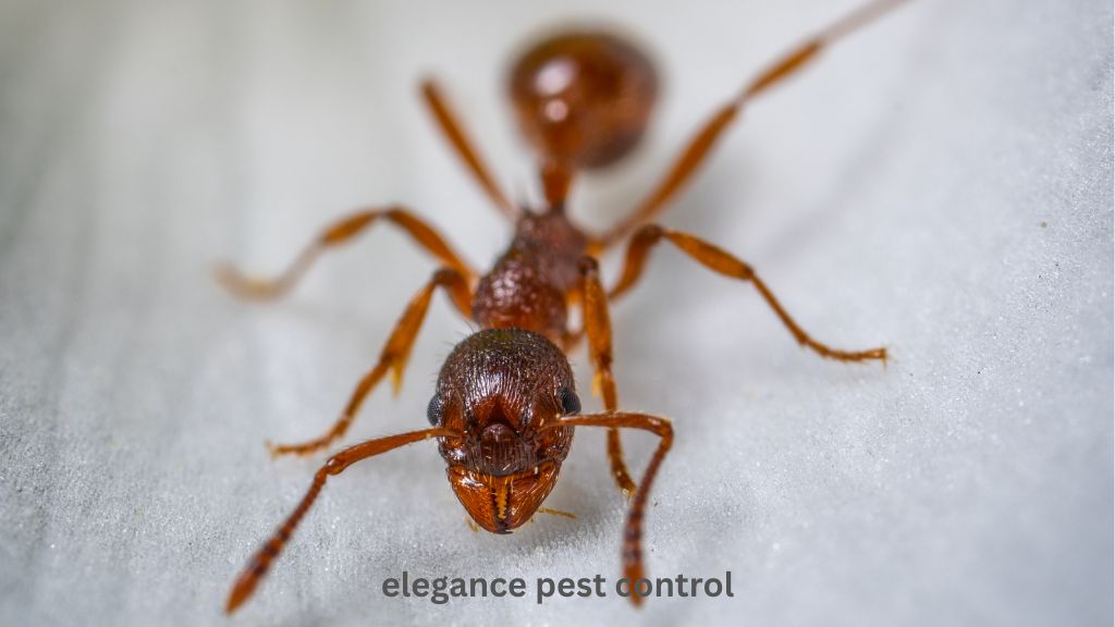 How to Remove White Ants in Australia