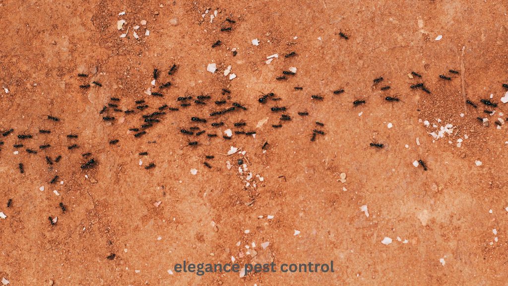 how to remove ants