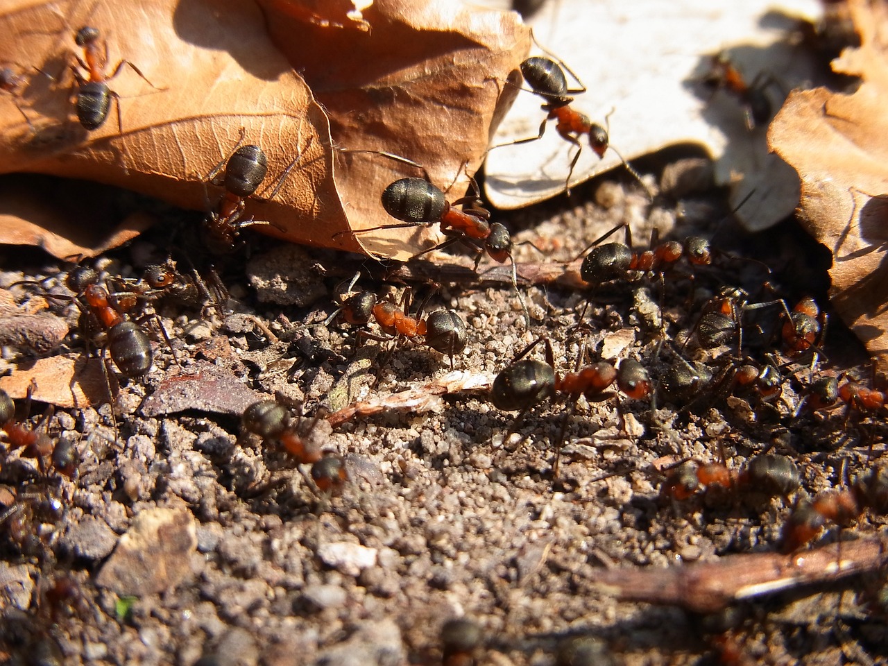 how to remove ants naturally