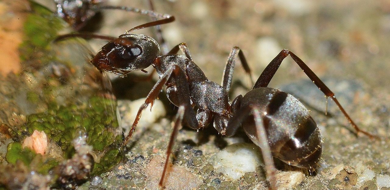 how to remove ants from house