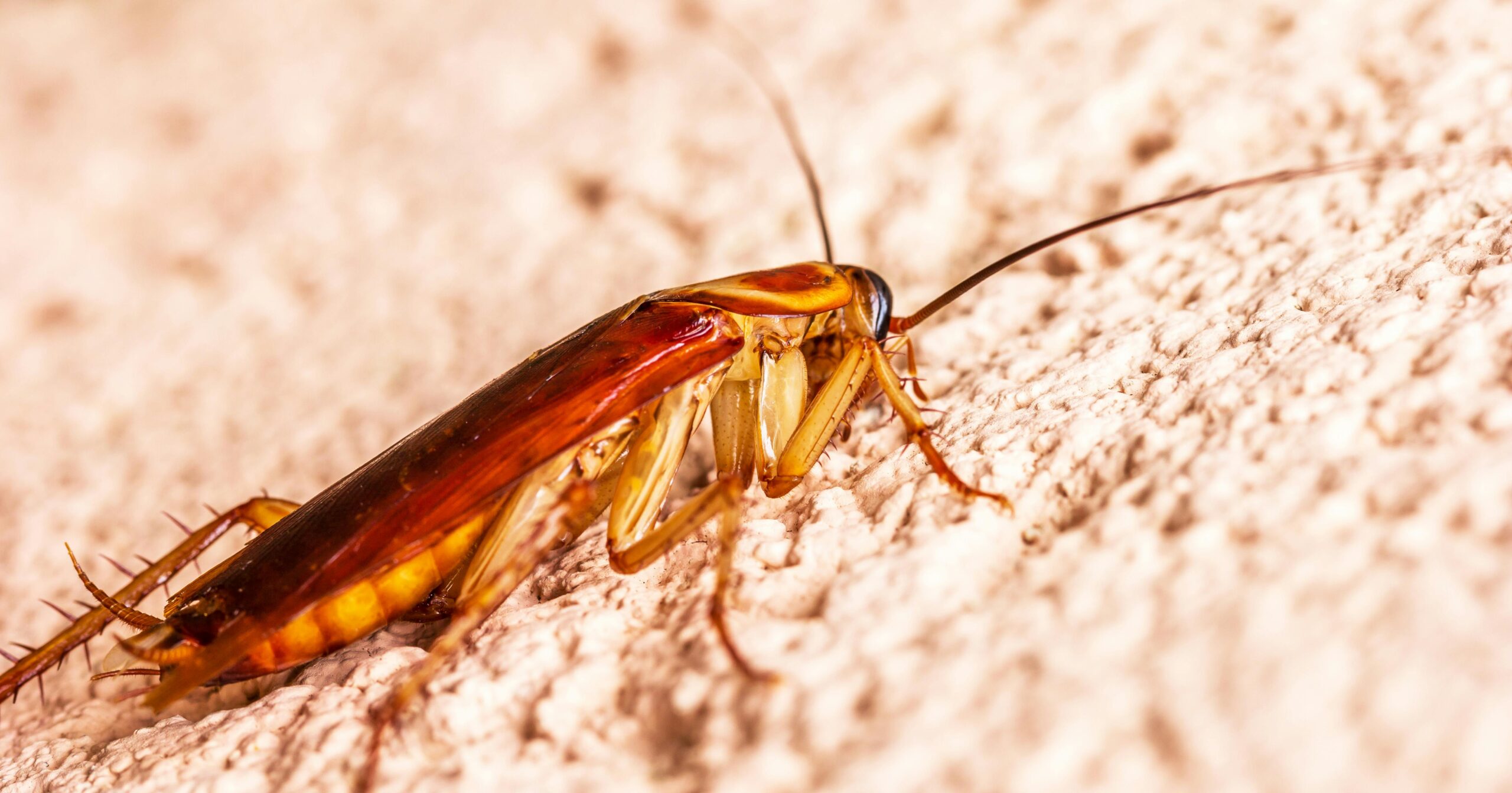 How to Identify a Type Cockroach