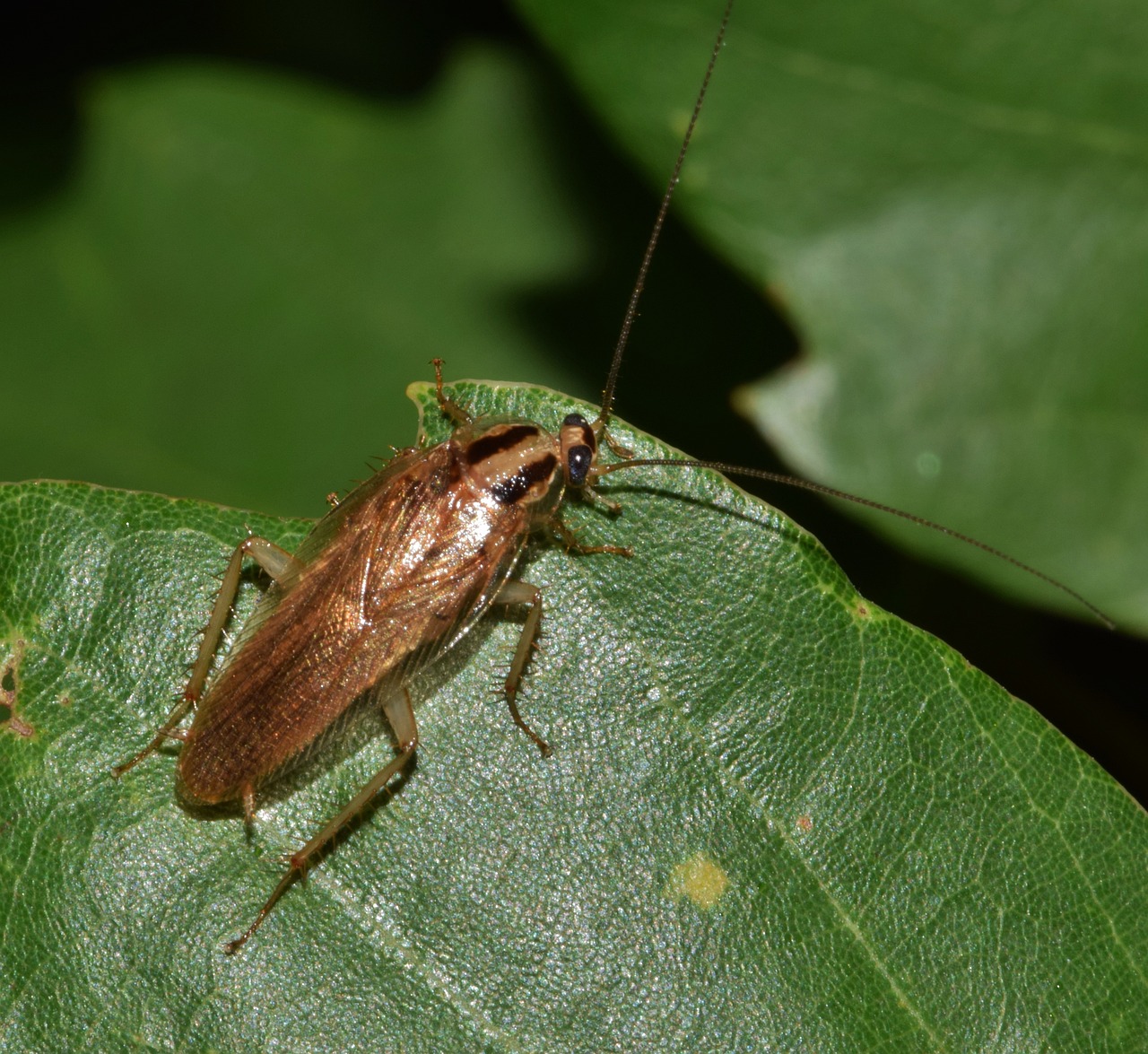 How to Get Rid of Cockroaches in Australia