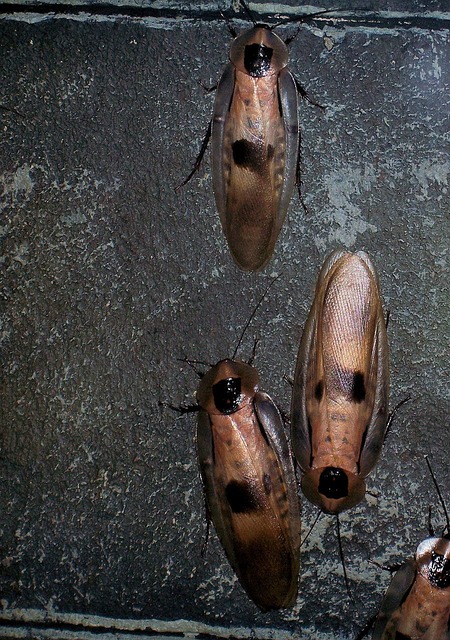 how to get rid of cockroaches